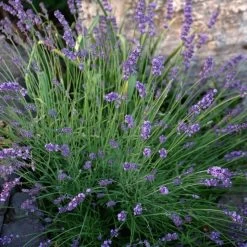 Sharon Roberts English Lavender -Green Haven Sales lavandula sharon roberts 1 1 1