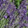 Sharon Roberts English Lavender -Green Haven Sales lavandula sharon roberts with bee 1 1