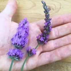 Sensational!™ Lavender -Green Haven Sales lavender phenomenal flower hand