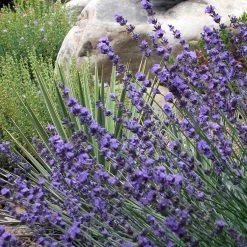 Sharon Roberts English Lavender -Green Haven Sales lavender sharon roberts 1