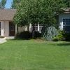 Legacy® Buffalo Grass Plugs -Green Haven Sales legacy buffalo grass lawn boise id cc