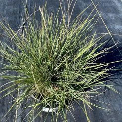 Basin Junior Wildrye -Green Haven Sales leymus salinus basin junior growing