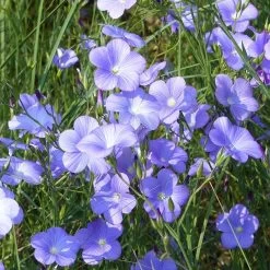 Spanish Blue Flax (Linum) -Green Haven Sales linum narbonense spanish blue flax 1 cropped