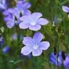 Spanish Blue Flax (Linum) -Green Haven Sales linum narbonense spanish blue flax 2 cropped
