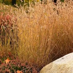 Little Prairie Native Wildflower Seed Mix -Green Haven Sales little prairie mix blue grama grass bouteloua gracilis
