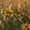 Little Prairie Native Wildflower Seed Mix 2 Little Prairie Native Wildflower Seed Mix -Green Haven Sales little prairie wildflowers with monarch flowers