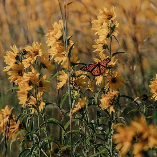 Little Prairie Native Wildflower Seed Mix -Green Haven Sales little prairie wildflowers with monarch flowers