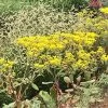 Little Rascal Sulphur Buckwheat -Green Haven Sales little rascal sulphur buckwheat eriogonum allenii little rascal