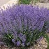 Little Trudy® Nepeta -Green Haven Sales little trudy nepeta bush undaunted garden 1