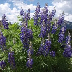 High Country Meadow Native Wildflower Seed Mix 11 High Country Meadow Native Wildflower Seed Mix -Green Haven Sales lupine mountainside
