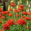 Maltese Cross (Silene) -Green Haven Sales lychnis chalcedonica 1