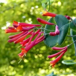 Major Wheeler Honeysuckle Vine -Green Haven Sales major wheeler honeysuckle vine c