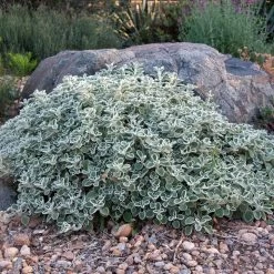 Silver Edged Horehound (Marrubium) -Green Haven Sales marrubium rotundifolium david winger1 plant select cropped