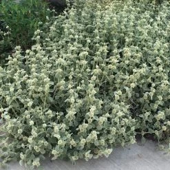 Silver Edged Horehound (Marrubium) -Green Haven Sales marrubium rotundifolium silver edged horehound cindy jewell 3