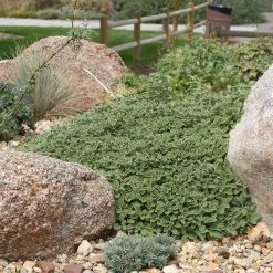 Silver Edged Horehound (Marrubium) -Green Haven Sales marrubium rotundifolium plant select cropped