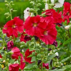 Mars Magic Single Hollyhock 8 Mars Magic Single Hollyhock -Green Haven Sales mars magic single hollyhock alcea rosea walters garden flowers