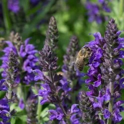 May Night Salvia -Green Haven Sales may night savlia bee