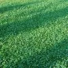 Microclover Seed (Pelleted) 2 Microclover Seed (Pelleted) -Green Haven Sales microclover seed lawn 1