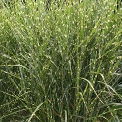 Gold Breeze Miscanthus Grass -Green Haven Sales miscanthus sinensis gold breeze 1 1