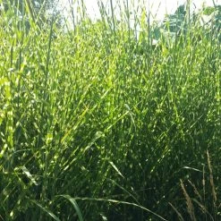 Gold Breeze Miscanthus Grass -Green Haven Sales miscanthus gold breeze 2 cropped