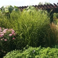 Gold Breeze Miscanthus Grass -Green Haven Sales miscanthus gold breeze 3 cropped