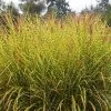 Gold Breeze Miscanthus Grass -Green Haven Sales miscanthus goldbreeze sbn 01 cropped