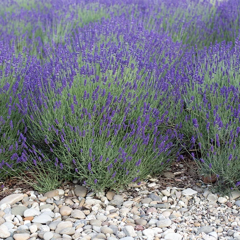 Mitcham Gray English Lavender 5 Mitcham Gray English Lavender - Image 3