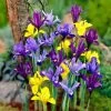 Dwarf Specie Iris Mix (Mini Iris) 2 Dwarf Specie Iris Mix (Mini Iris) -Green Haven Sales mixed specie iris visi09644