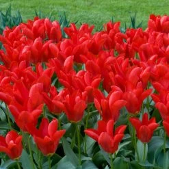 Red Emperor Tulip 12 Red Emperor Tulip -Green Haven Sales moja02194 red emperor tulip cropped