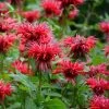 Fireball Bee Balm 2 Fireball Bee Balm -Green Haven Sales monarda didyma cropped
