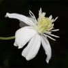 Mongolian Snowflakes (Clematis) -Green Haven Sales mongolian snowflakes clematis white 1