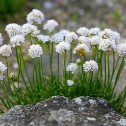 Morning Star White Armeria 5 Morning Star White Armeria -Green Haven Sales morning star white sea thrift flowers garden blooming