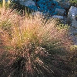 Undaunted® Ruby Muhly Grass -Green Haven Sales muhlenbergia reverchon 71138 1 web 4