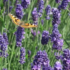 Munstead Violet English Lavender -Green Haven Sales munstead violet english lavender meadow pollinator