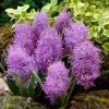 Cotton Candy Grape Hyacinth -Green Haven Sales muscari comosum plumosum cotton cany grape hyacinth 1 cropped