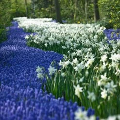 Thalia Daffodil -Green Haven Sales narcissus thalia muscari armen 2