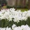Thalia Daffodil -Green Haven Sales narcissus thalia with hyacinth