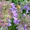 Select Blue Nepeta -Green Haven Sales nepeta faassenii select blue customer photo cropped 19