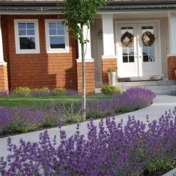 Little Trudy® Nepeta -Green Haven Sales nepeta little trudy catmint must credit plant select 1