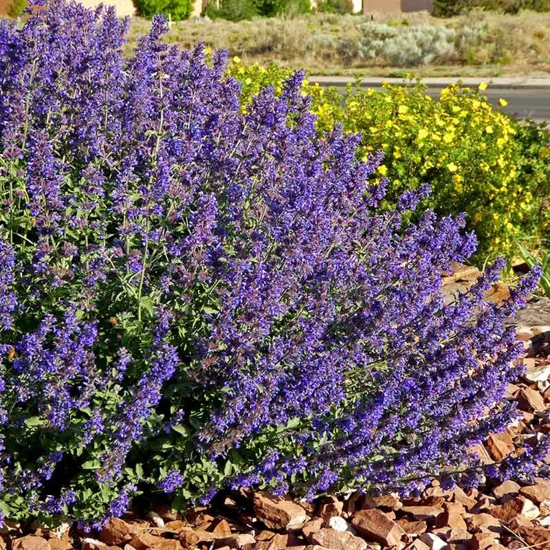 Walker's Deep Blue Nepeta 5 Walker's Deep Blue Nepeta - Image 3