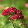 New Vintage™ Red Yarrow -Green Haven Sales new vintage red yarrow achillea