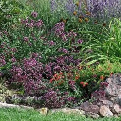 Rotkugel Ornamental Oregano -Green Haven Sales origanum rotkugel web
