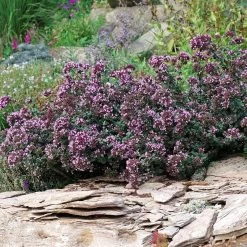 Rotkugel Ornamental Oregano -Green Haven Sales origanum rotkugel 1 cropped web