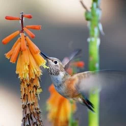 Dwarf Red Hot Poker -Green Haven Sales pam koch hummingbird and kniphofia az