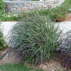 Ruby Ribbons® Prairie Switchgrass -Green Haven Sales panicum virgatum ruby ribbons switchgrass 6 1