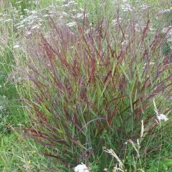Shenandoah Switch Grass -Green Haven Sales panicum shenandoah hni 01 cropped