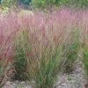 Shenandoah Switch Grass -Green Haven Sales panicum shenandoah hni cropped
