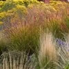 Ruby Ribbons® Prairie Switchgrass -Green Haven Sales panicum virgatum ruby ribbons