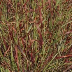 Shenandoah Switch Grass -Green Haven Sales panicum virgatum shenandoah 74540 web 2 1