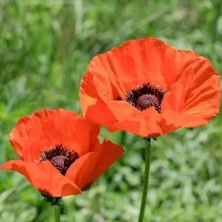 Brilliant Oriental Poppy -Green Haven Sales papaver orientale brilliant oriental poppy